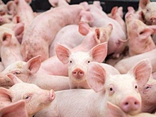 На Кубани свиноферму выставили на торги за 167 млн рублей