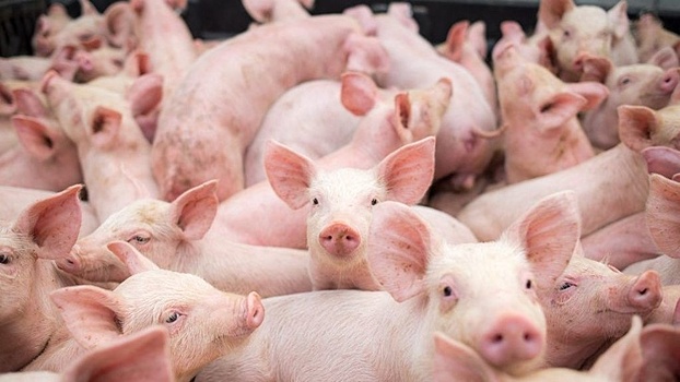 На Кубани свиноферму выставили на торги за 167 млн рублей