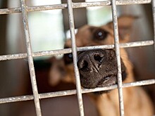 Как живут питомцы "фабрики смерти" в Вешняках спустя год после спасения