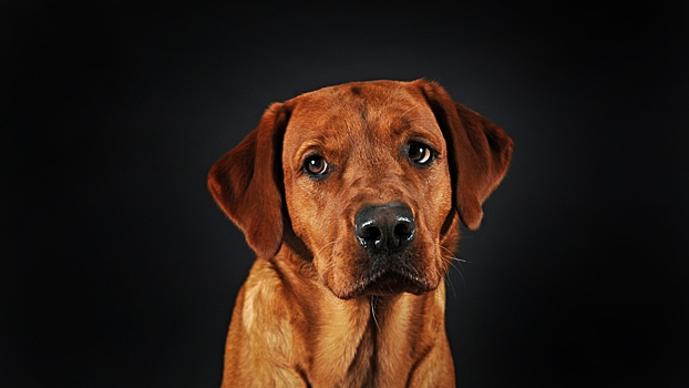 Какие «диагнозы» зоопсихологи ставят собакам чаще всего