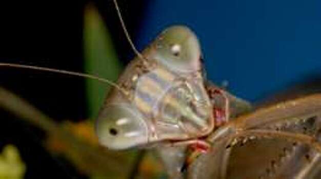 Поедание собственной плоти. Кто этим занимается?