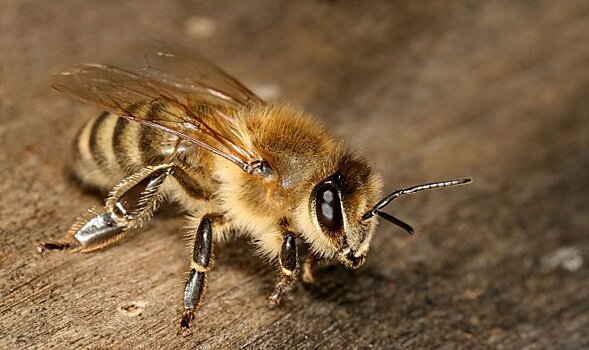 Как пчелам удается находить самую короткую дорогу домой