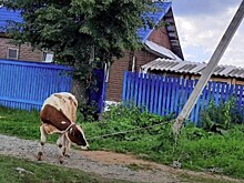 В Тверской области бык ворвался во двор и устроил погром в доме
