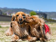 Такса: что нужно знать перед приобретением этой породы