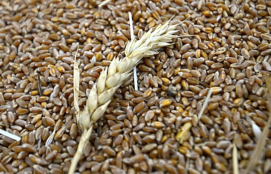Россия снизила экспорт зерна на 25%