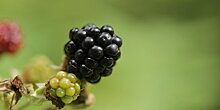 Живые черные витамины: первый урожай ежевики поспел в Азербайджане