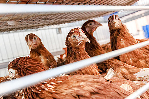 Птицефабрика «Снежка» на грани банкротства