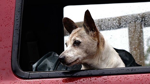 Глава «ГТК-Холдинга» Залиев спрогнозировал рост стоимости автомобилей на 8% к лету
