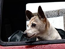 Глава «ГТК-Холдинга» Залиев спрогнозировал рост стоимости автомобилей на 8% к лету