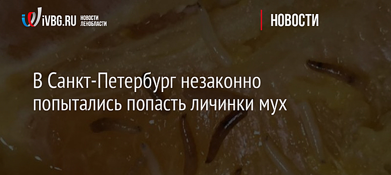 В Санкт-Петербург незаконно попытались попасть личинки мух