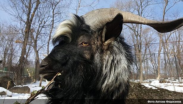 «Всем бы козлам так жить!»: знаменитый козёл Тимур обрёл персонального спонсора