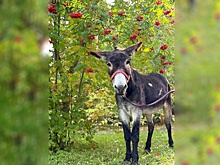 Возивший снаряды ослик Жорик обрел новый дом