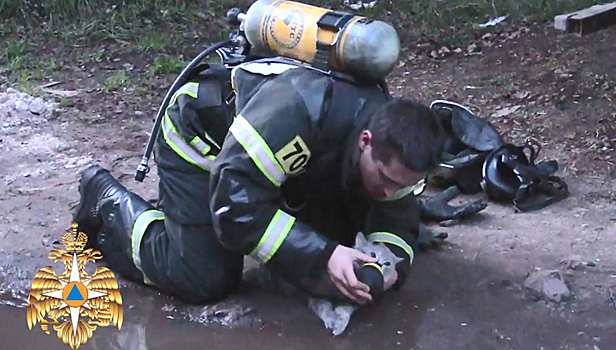 Пожарный откачал кота при помощи кислородной маски. Видео