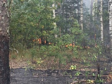 В Рязанской области пожары уничтожили 8 876,9 гектаров леса