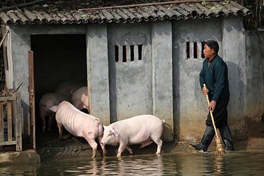 Цены на свинину в Китае в сентябре подскочили на 69% из-за АЧС