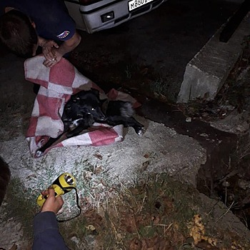 В Новороссийске спасатели достали из ливневки собаку со сломанными лапами