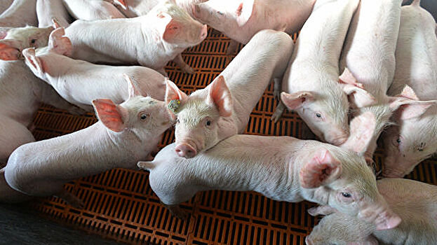 В Самарской области выявили несколько случаев африканской чумы свиней