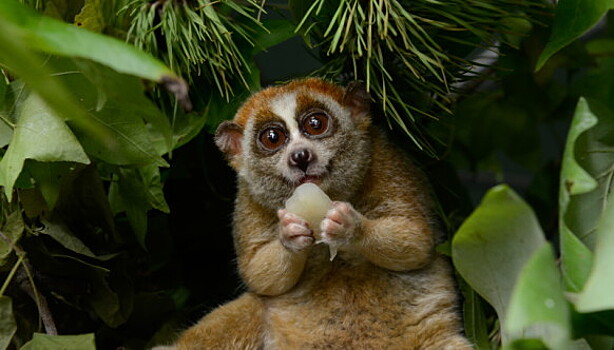 15 опасных животных, которых мы считаем милыми и добрыми