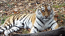 Тигрица Тайга отмечает седьмой день рождения в Приморском зоосаде