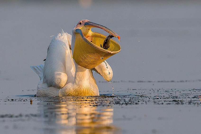 Большой белый пеликан
