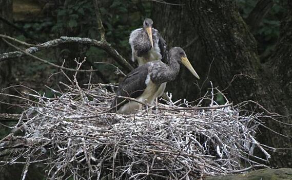 В Курской области впервые обнаружили гнездо черного аиста
