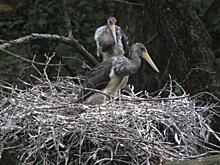 В Курской области впервые обнаружили гнездо черного аиста