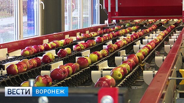 Сильные и слабые стороны. В чём преуспевают жители Острогожского района