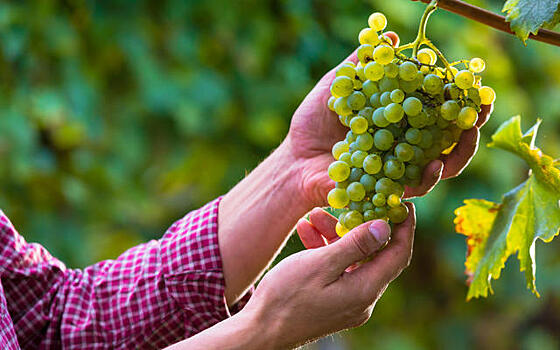 Виноград для северных регионов. Советы от Агрофирмы ПОИСК