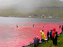 Россиян призвали бойкотировать датские товары из-за убийства дельфинов