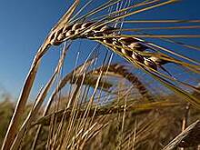 Урожай аграриев Самарской, Ульяновской и Оренбургской областей в зоне риска