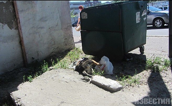 В Курске до сих пор не отлажен механизм уборки трупов животных с улиц