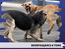 Мэрия попросит у губернатора Владимирской области денег на центр для бродячих собак
