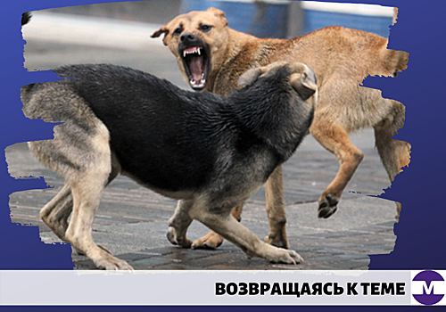 Мэрия попросит у губернатора Владимирской области денег на центр для бродячих собак