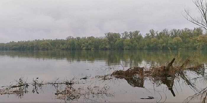В СКР взяли на контроль проверку фактов загрязнения реки Толчеевки в Воронежской области