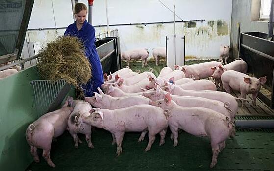 В Челябинской области продают свинокомплекс, принадлежавший депутату Госдумы