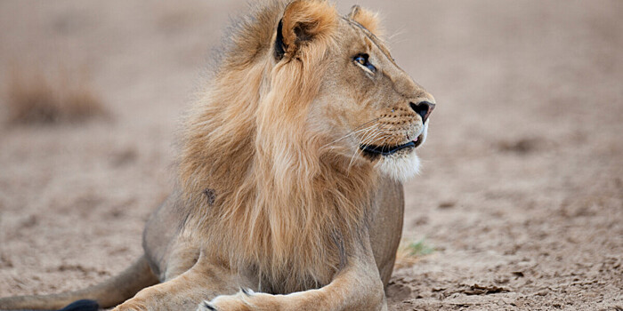 Спасенный лев Симба обзаведется семьей в Танзании