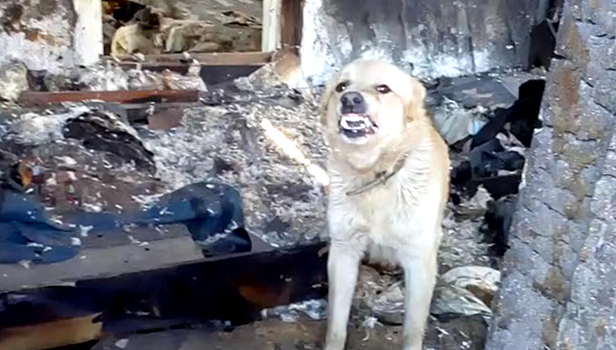 Сторожевой пёс больше месяца охраняет сгоревший дом в Самаре
