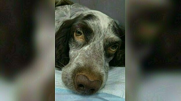 Что грозит хозяину погибшего пса, которого заперли в раскалённой от жары машине в Пионерском: мнение юриста