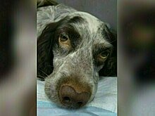 Что грозит хозяину погибшего пса, которого заперли в раскалённой от жары машине в Пионерском: мнение юриста