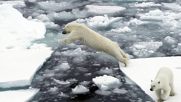 Ученые записали «звуки Арктики»