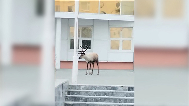 В Надыме заметили оленя у ЗАГСа