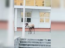 В Надыме заметили оленя у ЗАГСа