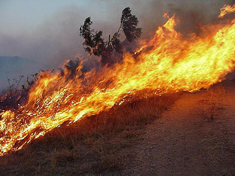 Российские ученые разработали новый метод борьбы с ландшафтными пожарами