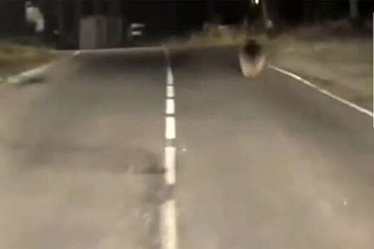 В Челябинской области на видео попало, как медвежонок бегал по дорогам