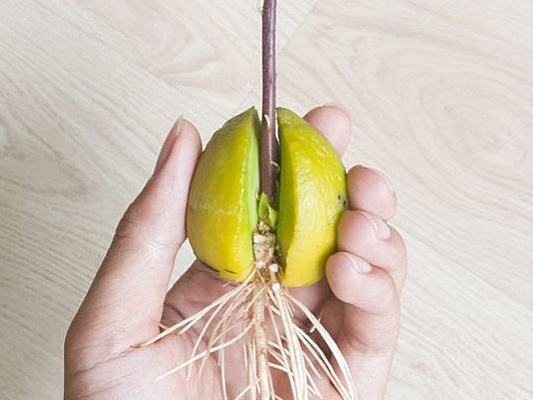 Как вырастить из косточки авокадо, лимон и другие экзотические растения.  Тонкости проращивания и ухода - Рамблер/женский