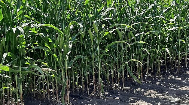 В Канаде растет озабоченность по поводу устойчивости кукурузного мотылька к трансгенной кукурузе