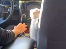 В Москве на видео сняли, как таксист работал вместе с котенком