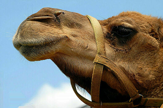 Сотрудникам структуры ООН покажут астраханских верблюдов