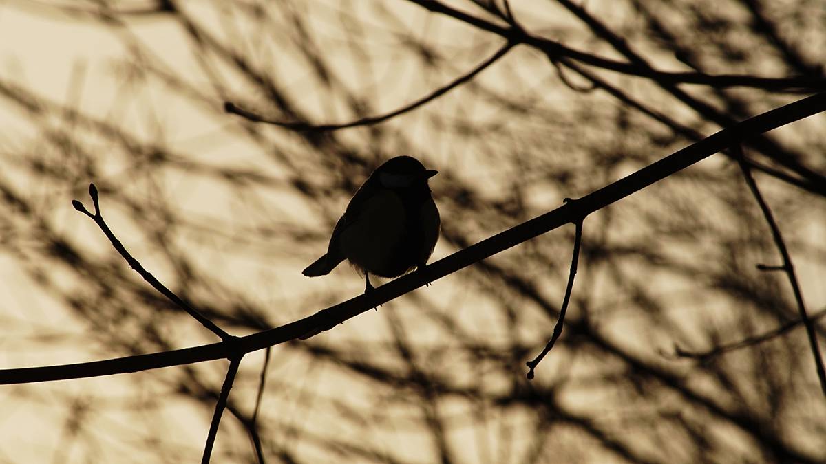 Энергетики защищают электросети от птиц специальными устройствами и изоляцией