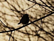 «Нарекаю тебя королем птиц»: орнитолог Симуткин рассказал о встрече со святым старцем